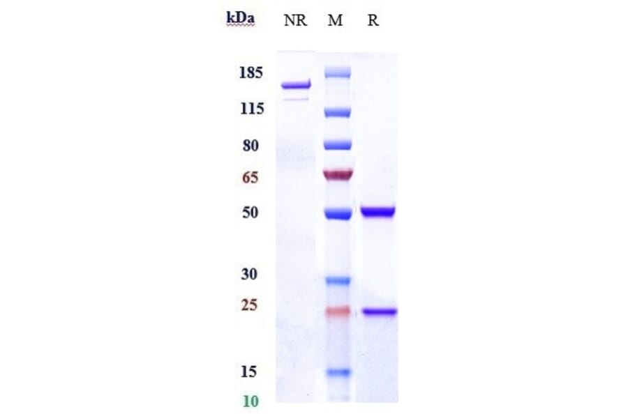 SDS-PAGE - Anti-CD98 Antibody [KHK2898] - Low endotoxin, Azide free (A323959) - Antibodies.com