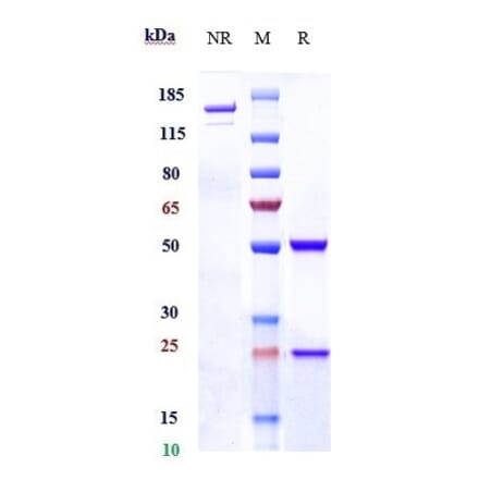 SDS-PAGE - Anti-CD98 Antibody [KHK2898] - Low endotoxin, Azide free (A323959) - Antibodies.com