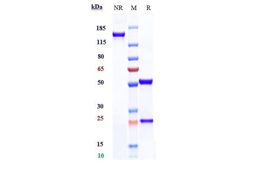 SDS-PAGE - Anti-CDCP1 Antibody [Research Grade Biosimilar] - Low endotoxin, Azide free (A323960) - Antibodies.com