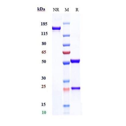 SDS-PAGE - Anti-CDCP1 Antibody [Research Grade Biosimilar] - Low endotoxin, Azide free (A323960) - Antibodies.com