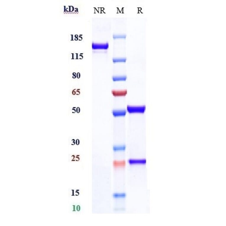 SDS-PAGE - Anti-CDCP1 Antibody [Research Grade Biosimilar] - Low endotoxin, Azide free (A323960) - Antibodies.com