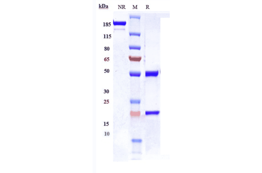 SDS-PAGE - Anti-CDCP1 Antibody [38 E11] - Low endotoxin, Azide free (A323961) - Antibodies.com