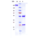 SDS-PAGE - Anti-CDCP1 Antibody [38 E11] - Low endotoxin, Azide free (A323961) - Antibodies.com