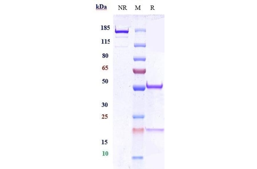 SDS-PAGE - Anti-CEACAM1 Antibody [Research Grade Biosimilar] - Low endotoxin, Azide free (A323962) - Antibodies.com