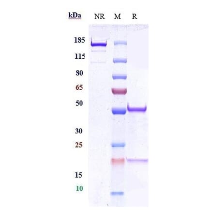SDS-PAGE - Anti-CEACAM1 Antibody [Research Grade Biosimilar] - Low endotoxin, Azide free (A323962) - Antibodies.com