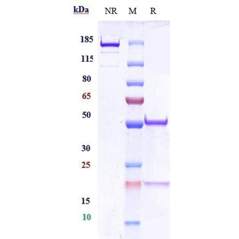SDS-PAGE - Anti-CEACAM1 Antibody [Research Grade Biosimilar] - Low endotoxin, Azide free (A323962) - Antibodies.com