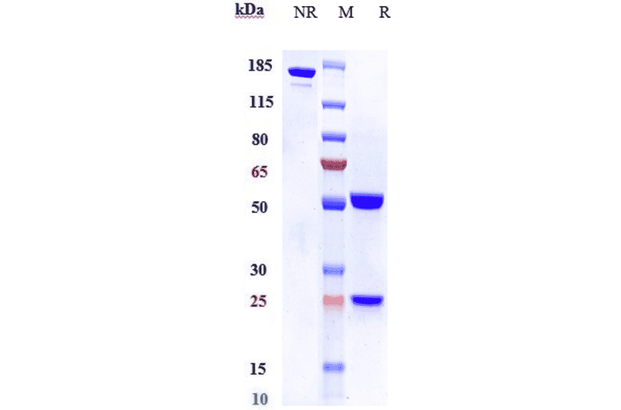 SDS-PAGE - Anti-CEACAM1 Antibody [CM24] - Low endotoxin, Azide free (A323963) - Antibodies.com