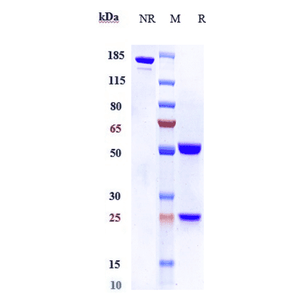 SDS-PAGE - Anti-CEACAM1 Antibody [CM24] - Low endotoxin, Azide free (A323963) - Antibodies.com