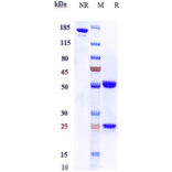 SDS-PAGE - Anti-CEACAM1 Antibody [CM24] - Low endotoxin, Azide free (A323963) - Antibodies.com