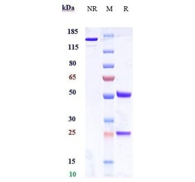 SDS-PAGE - Anti-CEACAM5 Antibody [Research Grade Biosimilar] - Low endotoxin, Azide free (A323964) - Antibodies.com