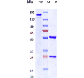 SDS-PAGE - Anti-CEACAM6 Antibody [NEO-201] - Low endotoxin, Azide free (A323965) - Antibodies.com