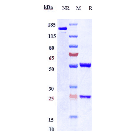 SDS-PAGE - Anti-CEACAM6 Antibody [NEO-201] - Low endotoxin, Azide free (A323965) - Antibodies.com