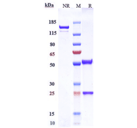 SDS-PAGE - Anti-Claudin 6 Antibody [DS-9606a] - Low endotoxin, Azide free (A323967) - Antibodies.com