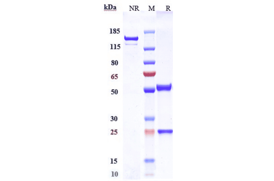 SDS-PAGE - Anti-Claudin 6 Antibody [DS-9606a] - Low endotoxin, Azide free (A323967) - Antibodies.com