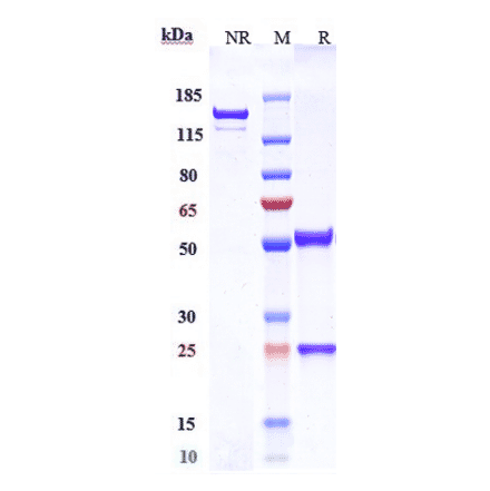 SDS-PAGE - Anti-Claudin 6 Antibody [DS-9606a] - Low endotoxin, Azide free (A323967) - Antibodies.com