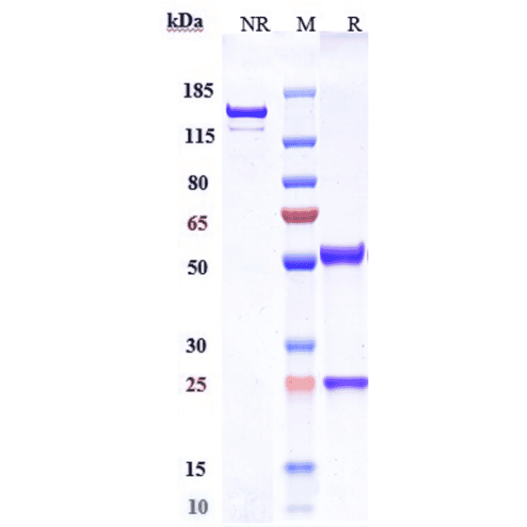 SDS-PAGE - Anti-Claudin 6 Antibody [DS-9606a] - Low endotoxin, Azide free (A323967) - Antibodies.com