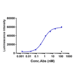 Function:ADCC - Anti-Claudin 6 Antibody [IMAB027] - Low endotoxin, Azide free (A323968) - Antibodies.com