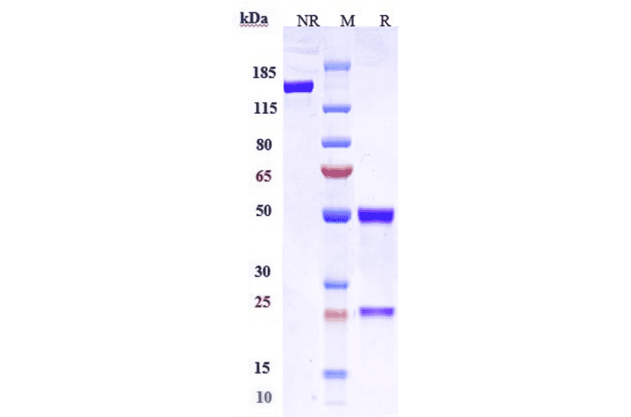 SDS-PAGE - Anti-Claudin 6 Antibody [AB1-11] - Low endotoxin, Azide free (A323969) - Antibodies.com