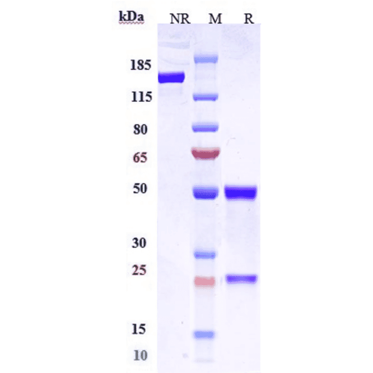 SDS-PAGE - Anti-Claudin 6 Antibody [AB1-11] - Low endotoxin, Azide free (A323969) - Antibodies.com