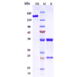 SDS-PAGE - Anti-Claudin 6 Antibody [AB1-11] - Low endotoxin, Azide free (A323969) - Antibodies.com