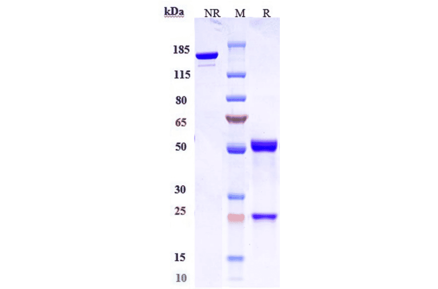 SDS-PAGE - Anti-Claudin 6 Antibody [AB3-7] - Low endotoxin, Azide free (A323970) - Antibodies.com