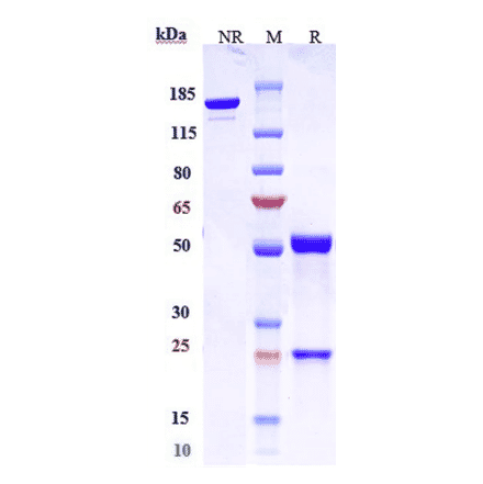 SDS-PAGE - Anti-Claudin 6 Antibody [AB3-7] - Low endotoxin, Azide free (A323970) - Antibodies.com