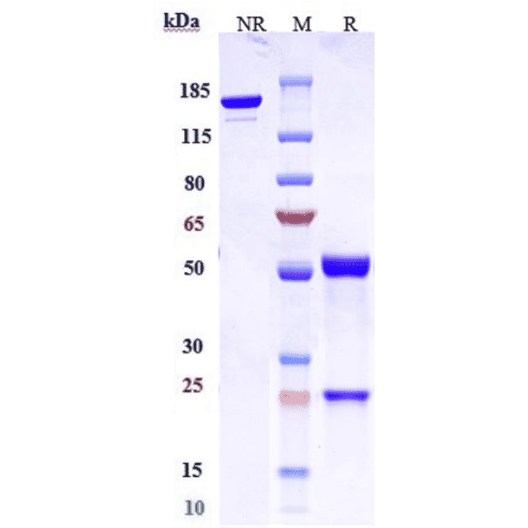 SDS-PAGE - Anti-Claudin 6 Antibody [AB3-7] - Low endotoxin, Azide free (A323970) - Antibodies.com