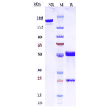 SDS-PAGE - Anti-Claudin 6 Antibody [AB3-7] - Low endotoxin, Azide free (A323970) - Antibodies.com