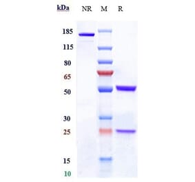 SDS-PAGE - Anti-Claudin 6 Antibody [64A] - Low endotoxin, Azide free (A323971) - Antibodies.com