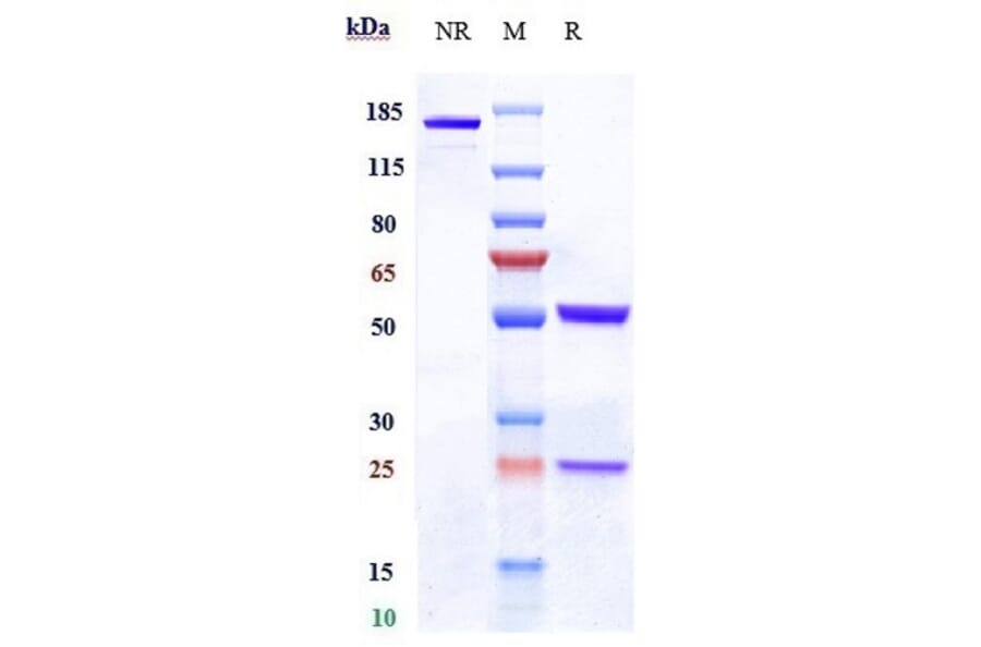 SDS-PAGE - Anti-Claudin 6 Antibody [64A] - Low endotoxin, Azide free (A323971) - Antibodies.com