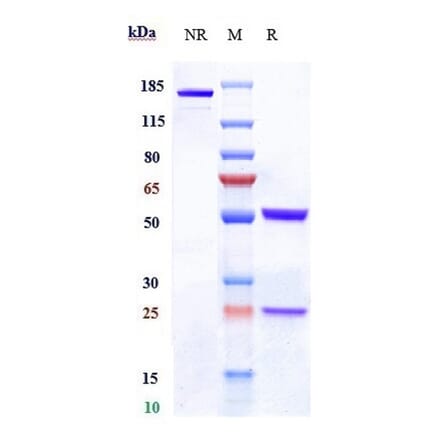 SDS-PAGE - Anti-Claudin 6 Antibody [64A] - Low endotoxin, Azide free (A323971) - Antibodies.com