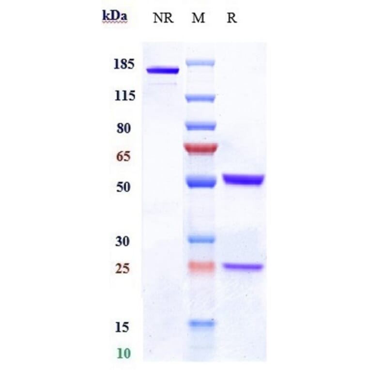 SDS-PAGE - Anti-Claudin 6 Antibody [64A] - Low endotoxin, Azide free (A323971) - Antibodies.com