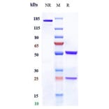 SDS-PAGE - Anti-Claudin 6 Antibody [64A] - Low endotoxin, Azide free (A323971) - Antibodies.com