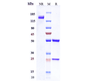 SDS-PAGE - Anti-Claudin 6 Antibody [IM-301] - Low endotoxin, Azide free (A323973) - Antibodies.com