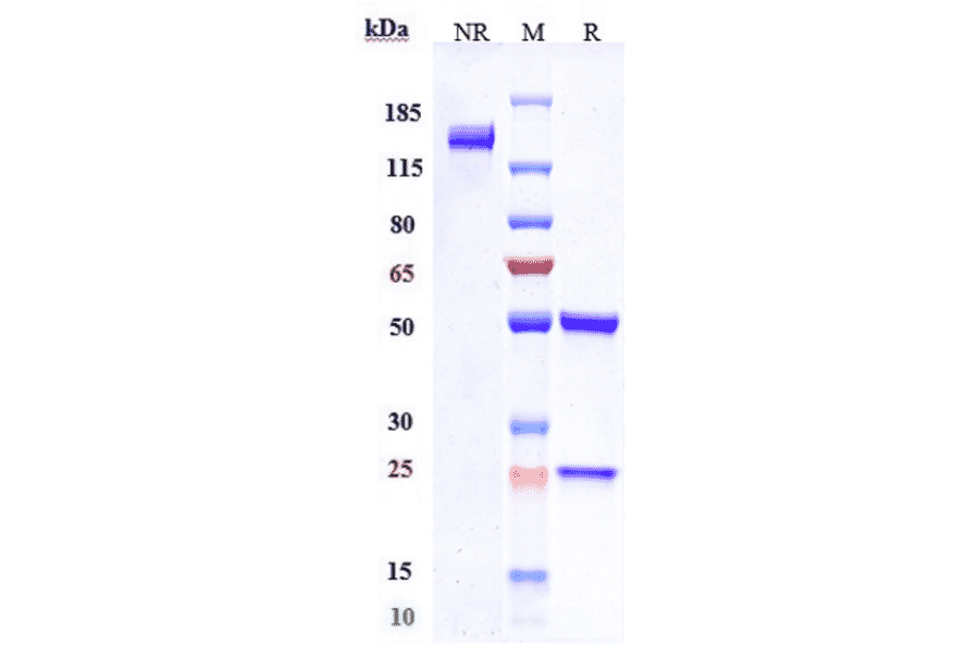 SDS-PAGE - Anti-Claudin 6 Antibody [IM-301] - Low endotoxin, Azide free (A323973) - Antibodies.com