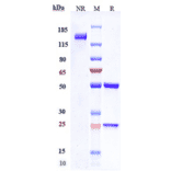 SDS-PAGE - Anti-Claudin 6 Antibody [IM-301] - Low endotoxin, Azide free (A323973) - Antibodies.com