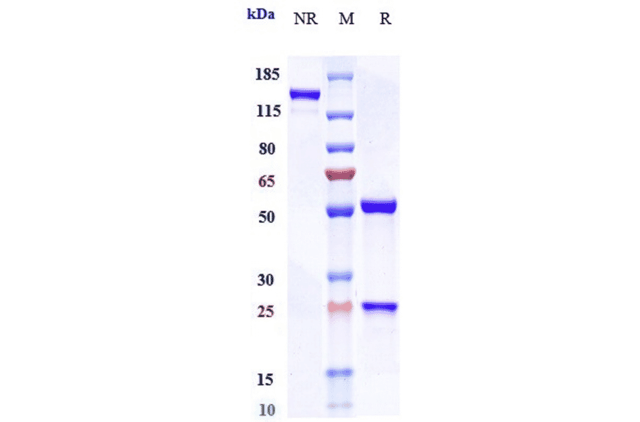 SDS-PAGE - Anti-Claudin 6 Antibody [IM-302] - Low endotoxin, Azide free (A323974) - Antibodies.com