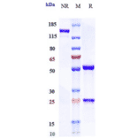SDS-PAGE - Anti-Claudin 6 Antibody [IM-302] - Low endotoxin, Azide free (A323974) - Antibodies.com