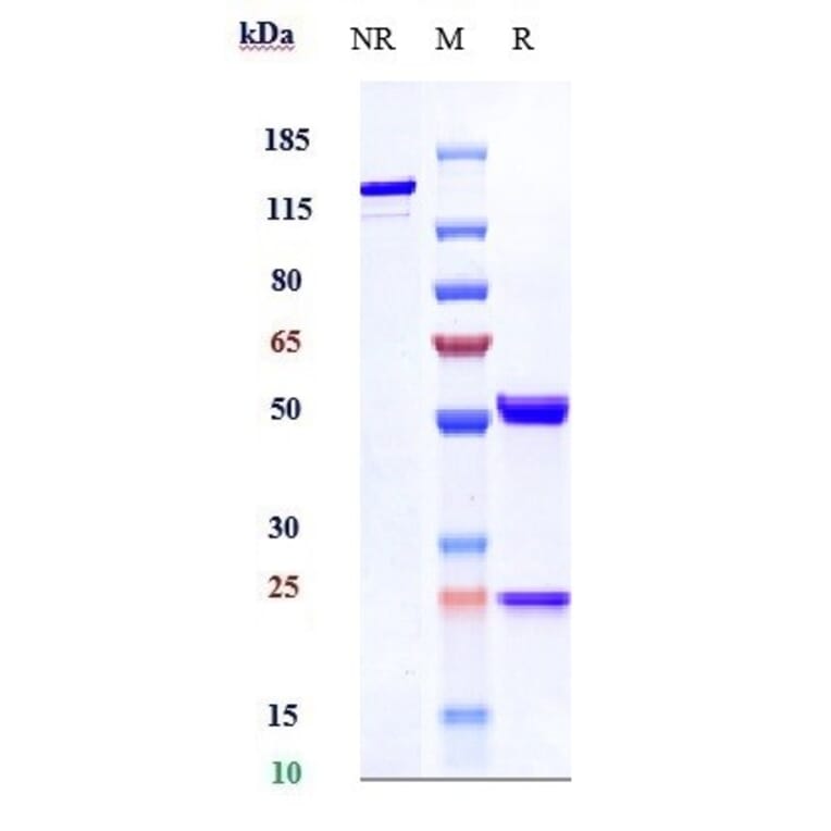 SDS-PAGE - Anti-CLEC14A Antibody [Research Grade Biosimilar] - Low endotoxin, Azide free (A323975) - Antibodies.com