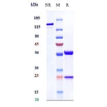 SDS-PAGE - Anti-CLEC14A Antibody [Research Grade Biosimilar] - Low endotoxin, Azide free (A323975) - Antibodies.com