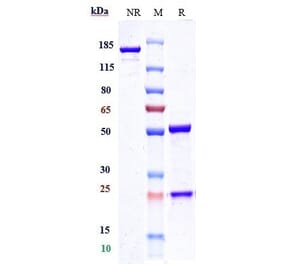SDS-PAGE - Anti-CLEC4C Antibody [Research Grade Biosimilar] - Low endotoxin, Azide free (A323976) - Antibodies.com