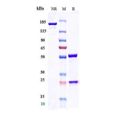 SDS-PAGE - Anti-CLEC4C Antibody [Research Grade Biosimilar] - Low endotoxin, Azide free (A323976) - Antibodies.com