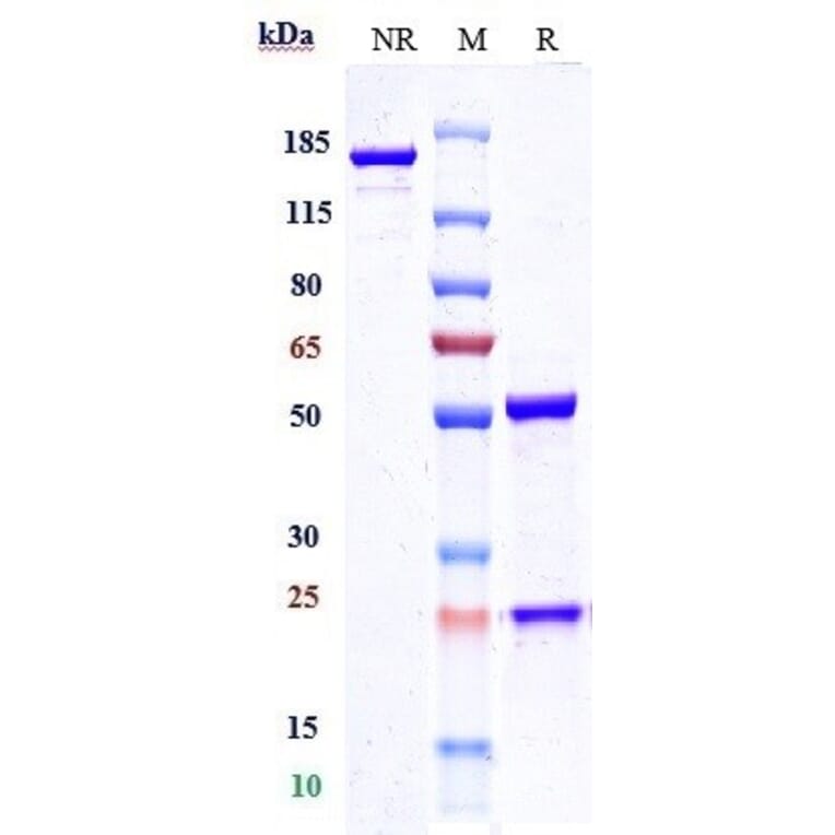 SDS-PAGE - Anti-CLEC4C Antibody [Research Grade Biosimilar] - Low endotoxin, Azide free (A323976) - Antibodies.com