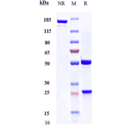 SDS-PAGE - Anti-CLEC4C Antibody [BIIB059] - Low endotoxin, Azide free (A323977) - Antibodies.com