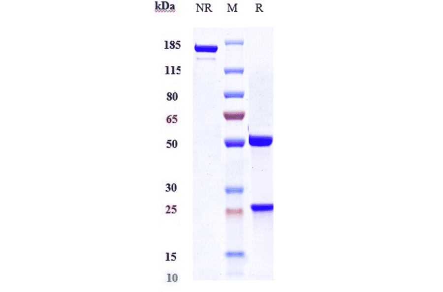 SDS-PAGE - Anti-CLEC4C Antibody [BIIB059] - Low endotoxin, Azide free (A323977) - Antibodies.com