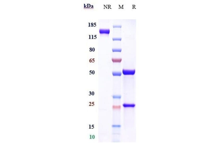 SDS-PAGE - Anti-Clusterin Antibody [AB-16B5] - Low endotoxin, Azide free (A323978) - Antibodies.com