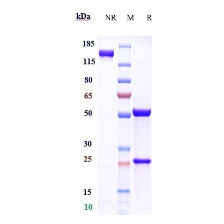 SDS-PAGE - Anti-Clusterin Antibody [AB-16B5] - Low endotoxin, Azide free (A323978) - Antibodies.com