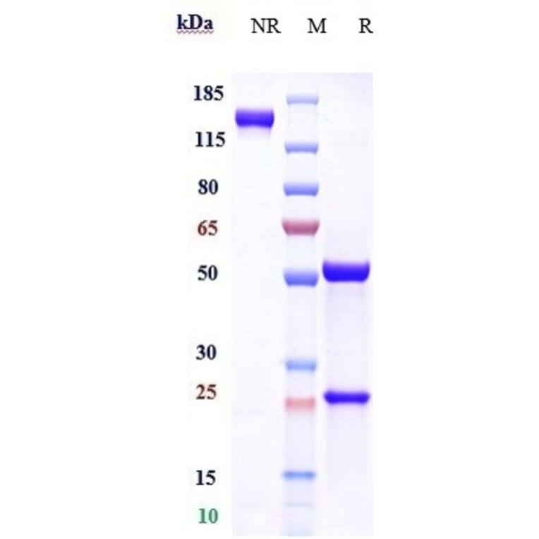 SDS-PAGE - Anti-Clusterin Antibody [AB-16B5] - Low endotoxin, Azide free (A323978) - Antibodies.com