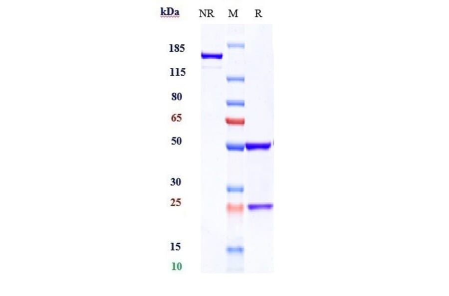 SDS-PAGE - Anti-CRTAM Antibody [Research Grade Biosimilar] - Low endotoxin, Azide free (A323980) - Antibodies.com