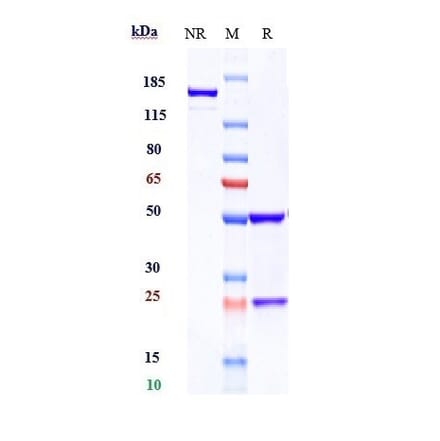 SDS-PAGE - Anti-CRTAM Antibody [Research Grade Biosimilar] - Low endotoxin, Azide free (A323980) - Antibodies.com